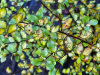 Pittosporum tenuifolium ‘Donovan Gold’ HORT'IS VIRIDIOS (R)