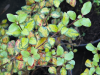 Pittosporum tenuifolium ‘Donovan Gold’ HORT'IS VIRIDIOS (R)