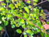 Pittosporum tenuifolium ‘Donovan Gold’ HORT'IS VIRIDIOS (R)