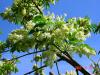 Fraxinus ornus HORT'IS VIRIDIOS (R)