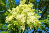 Fraxinus ornus HORT'IS VIRIDIOS (R)