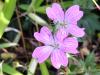 Geranium endressii HORT'IS VIRIDIOS (R)