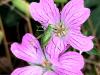 Geranium endressii HORT'IS VIRIDIOS (R)