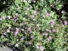Geranium endressii HORT'IS VIRIDIOS (R)