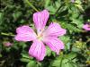 Geranium endressii HORT'IS VIRIDIOS (R)