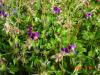 Geranium phaeum HORT'IS VIRIDIOS (R)