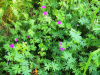 Geranium sanguineum HORT'IS VIRIDIOS (R)