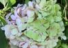Hydrangea macrophylla 'Domotoi' HORT'IS VIRIDIOS (R)
