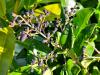 Ligustrum japonicum ‘Texanum’  HORT'IS VIRIDIOS (R)