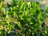 Ligustrum japonicum ‘Texanum’  HORT'IS VIRIDIOS (R)