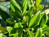 Ligustrum japonicum ‘Texanum’  HORT'IS VIRIDIOS (R)