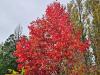 Liquidambar styracyflua  HORT'IS VIRIDIOS (R)