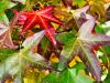Liquidambar styracyflua  HORT'IS VIRIDIOS (R)