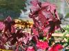 Liquidambar styracyflua  HORT'IS VIRIDIOS (R)
