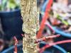 Liquidambar styracyflua  HORT'IS VIRIDIOS (R)