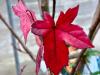 Liquidambar styracyflua  HORT'IS VIRIDIOS (R)
