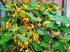 Lonicera hildebrandiana HORT'IS VIRIDIOS (R)