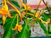 Lonicera hildebrandiana HORT'IS VIRIDIOS (R)
