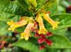  Lonicera ledebourii HORT'IS VIRIDIOS (R)