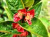  Lonicera ledebourii HORT'IS VIRIDIOS (R)