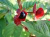  Lonicera ledebourii HORT'IS VIRIDIOS (R)