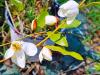 Michelia yunnanensis- Magnolia laevifolia HORT'IS VIRIDIOS (R)