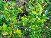 Michelia yunnanensis- Magnolia laevifolia HORT'IS VIRIDIOS (R)