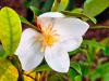Michelia yunnanensis- Magnolia laevifolia HORT'IS VIRIDIOS (R)