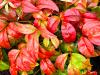 Nandina domestica ‘Fire Power’  HORT'IS VIRIDIOS (R)