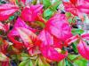Nandina domestica ‘Fire Power’  HORT'IS VIRIDIOS (R)