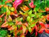 Nandina domestica ‘Fire Power’  HORT'IS VIRIDIOS (R)