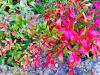 Nandina domestica 'Gulf Stream'  HORT'IS VIRIDIOS (R)