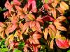 Nandina domestica ‘Fire Power’  HORT'IS VIRIDIOS (R)
