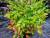 Nandina domestica 'Gulf Stream'  HORT'IS VIRIDIOS (R)