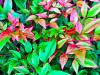 Nandina domestica 'Gulf Stream'  HORT'IS VIRIDIOS (R)