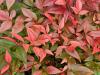 Nandina domestica 'Gulf Stream'  HORT'IS VIRIDIOS (R)
