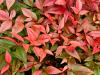 Nandina domestica 'Gulf Stream'  HORT'IS VIRIDIOS (R)