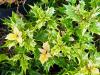 Osmanthus heterophyllus ‘Tricolor’‘Goshiki’ HORT'IS VIRIDIOS (R)