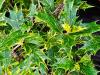 Osmanthus heterophyllus ‘Tricolor’‘Goshiki’ HORT'IS VIRIDIOS (R)