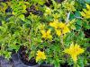 Osmanthus heterophyllus ‘Tricolor’ ‘Goshiki’ HORT'IS VIRIDIOS (R)