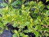 Osmanthus heterophyllus ‘Tricolor’‘Goshiki’ HORT'IS VIRIDIOS (R)