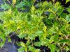 Osmanthus heterophyllus ‘Tricolor’ ‘Goshiki’ HORT'IS VIRIDIOS (R)