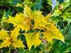 Osmanthus heterophyllus ‘Tricolor’‘Goshiki’ HORT'IS VIRIDIOS (R)