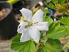 Pelargonium ‘Armor Blanc’ HORT'IS VIRIDIOS (R)