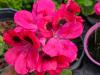 Pelargonium 'Fruhlingruss' HORT'IS VIRIDIOS (R)