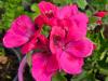 Pelargonium 'Fruhlingruss' HORT'IS VIRIDIOS (R)