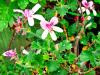 Pelargonium ‘Prince Ruppert’ HORT'IS VIRIDIOS (R)