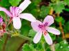 Pelargonium ‘Prince Ruppert’ HORT'IS VIRIDIOS (R)