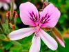 Pelargonium ‘Prince Ruppert’ HORT'IS VIRIDIOS (R)
