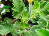 Pelargonium ‘Prince Ruppert’ HORT'IS VIRIDIOS (R)